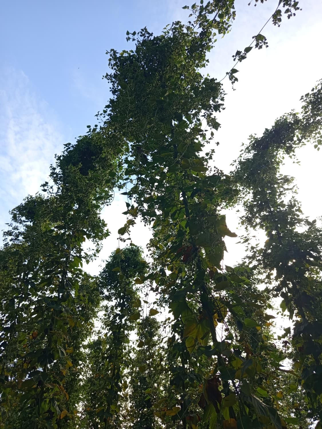 La rivoluzione del luppolo fresco: report da Hop Empires 2026 e il lancio di Harvest Beers