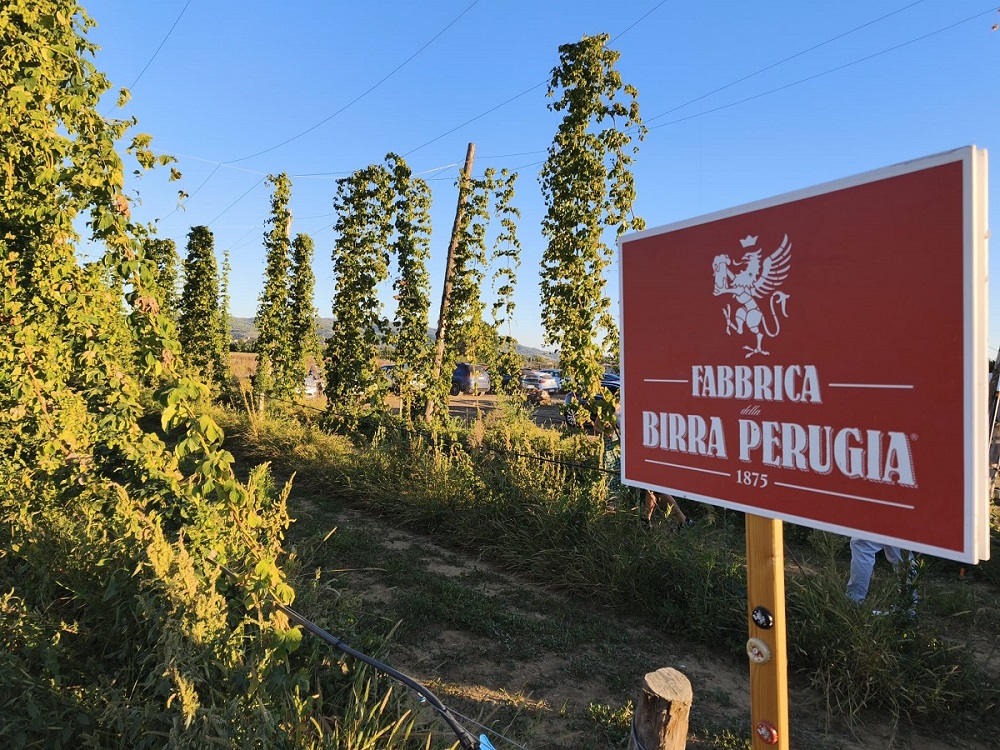 Nasce a Perugia il primo luppoleto della città: la birra artigianale umbra punta sul terroir