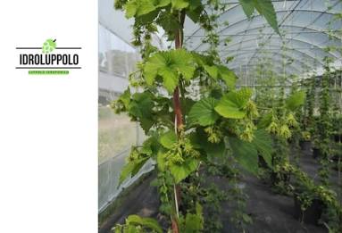 LE.KO: La birra della Montagna dell’Angelo nata dal luppolo idroponico