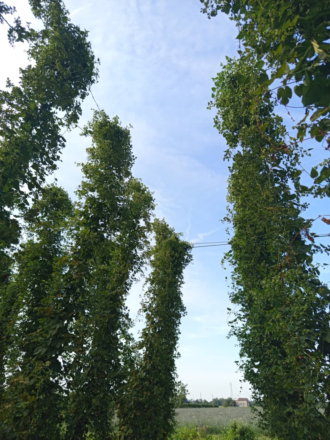 Piante di luppolo in altezza