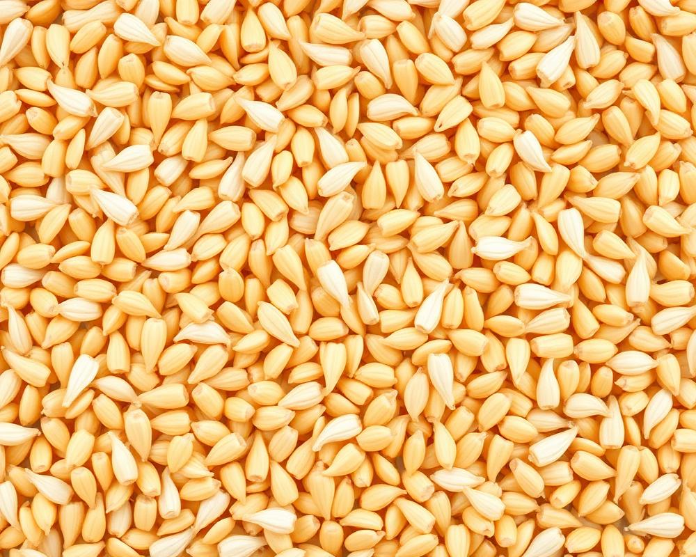 Pilsner